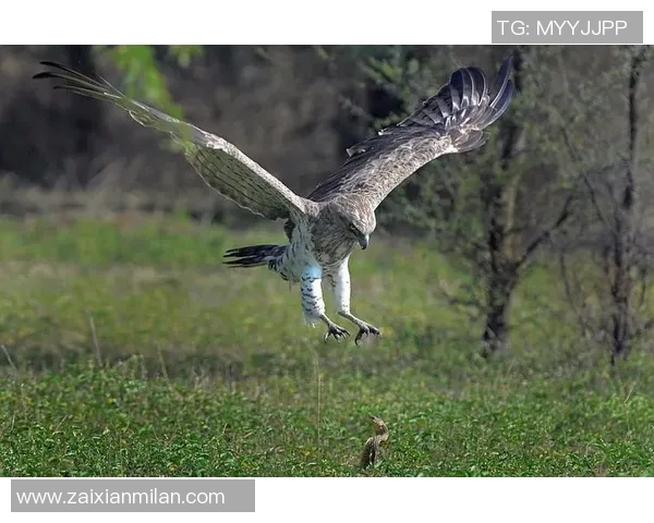 老鹰与魔术精彩对决全场回放重温比赛瞬间与精彩时刻